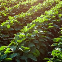 Rows of young soybean plants in a field