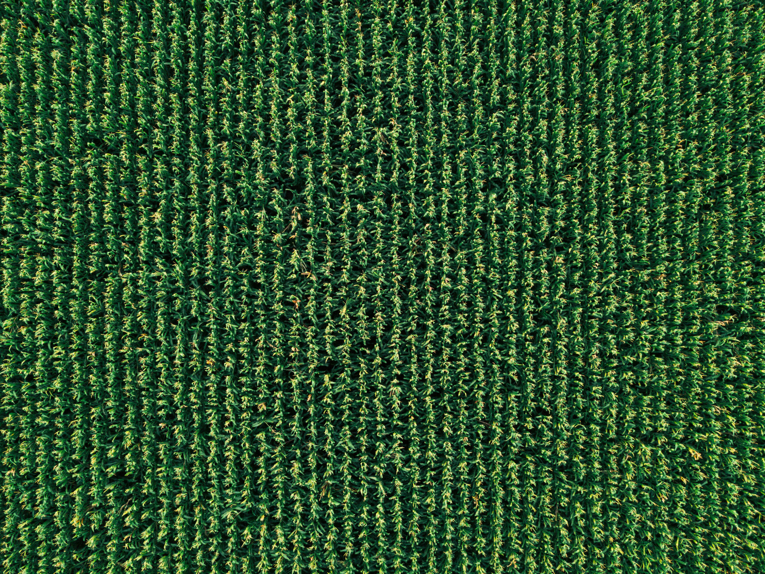 Aerial drone view of cultivated corn field